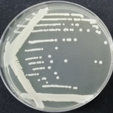 Candida albicans-BNCC
