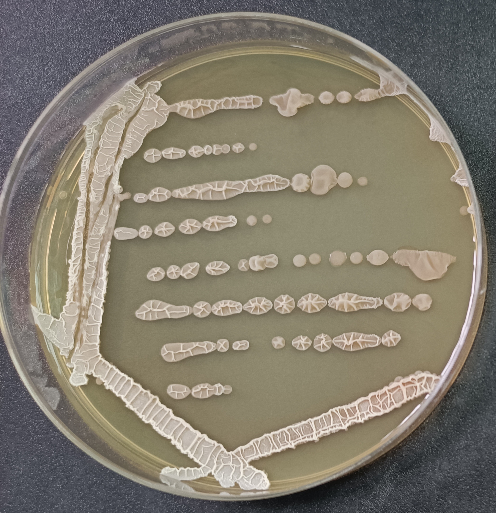 Bacillus licheniformis-BNCC