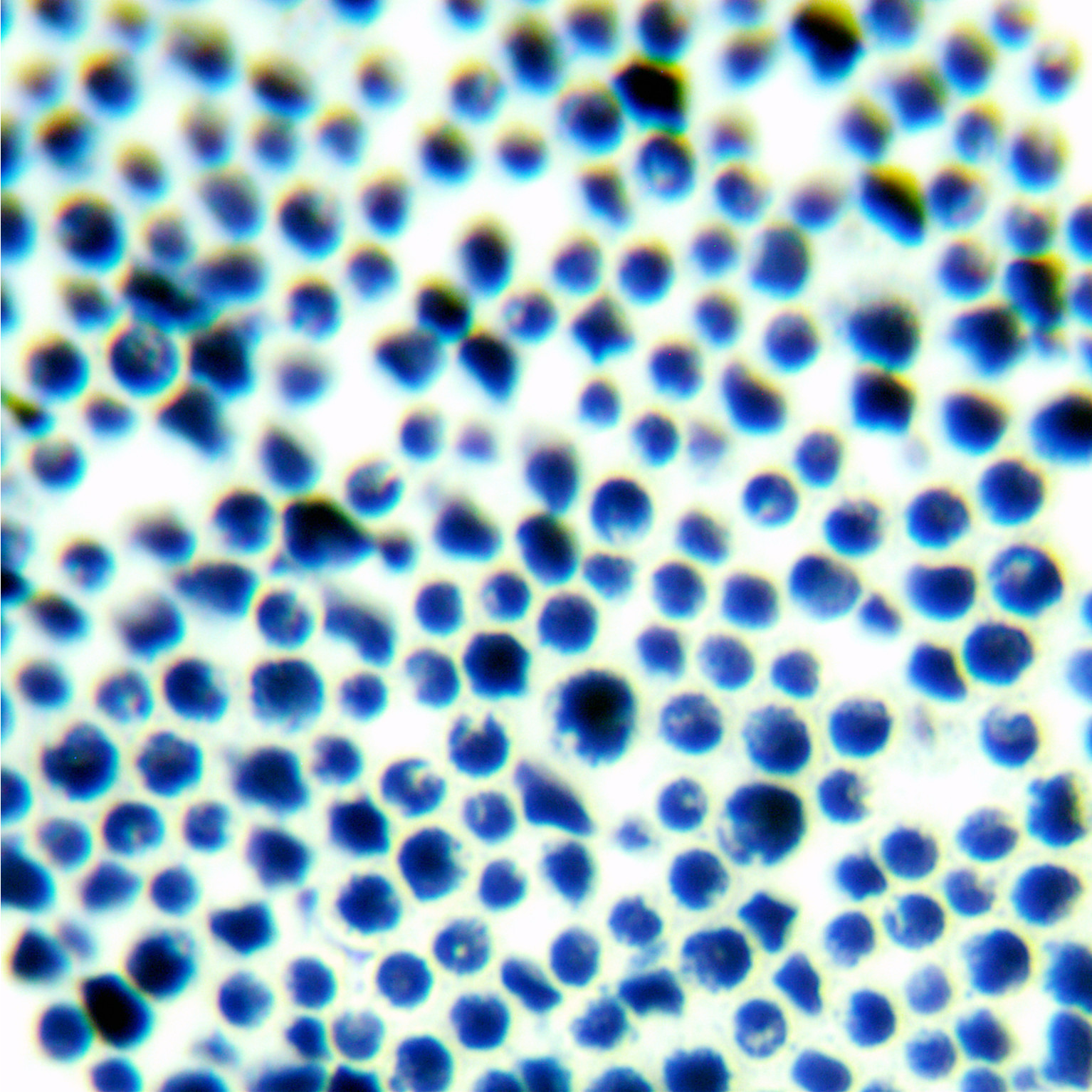 Cryptococcus vaginalis-BNCC