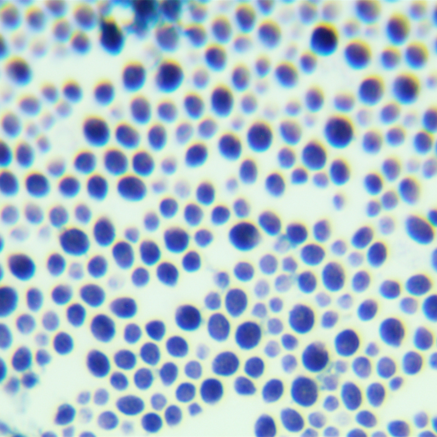 Cryptococcus vaginalis-BNCC