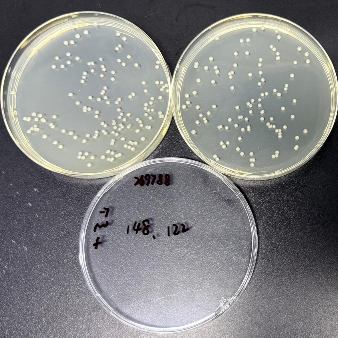 Acid producing Klebsiella pneumoniae-BNCC