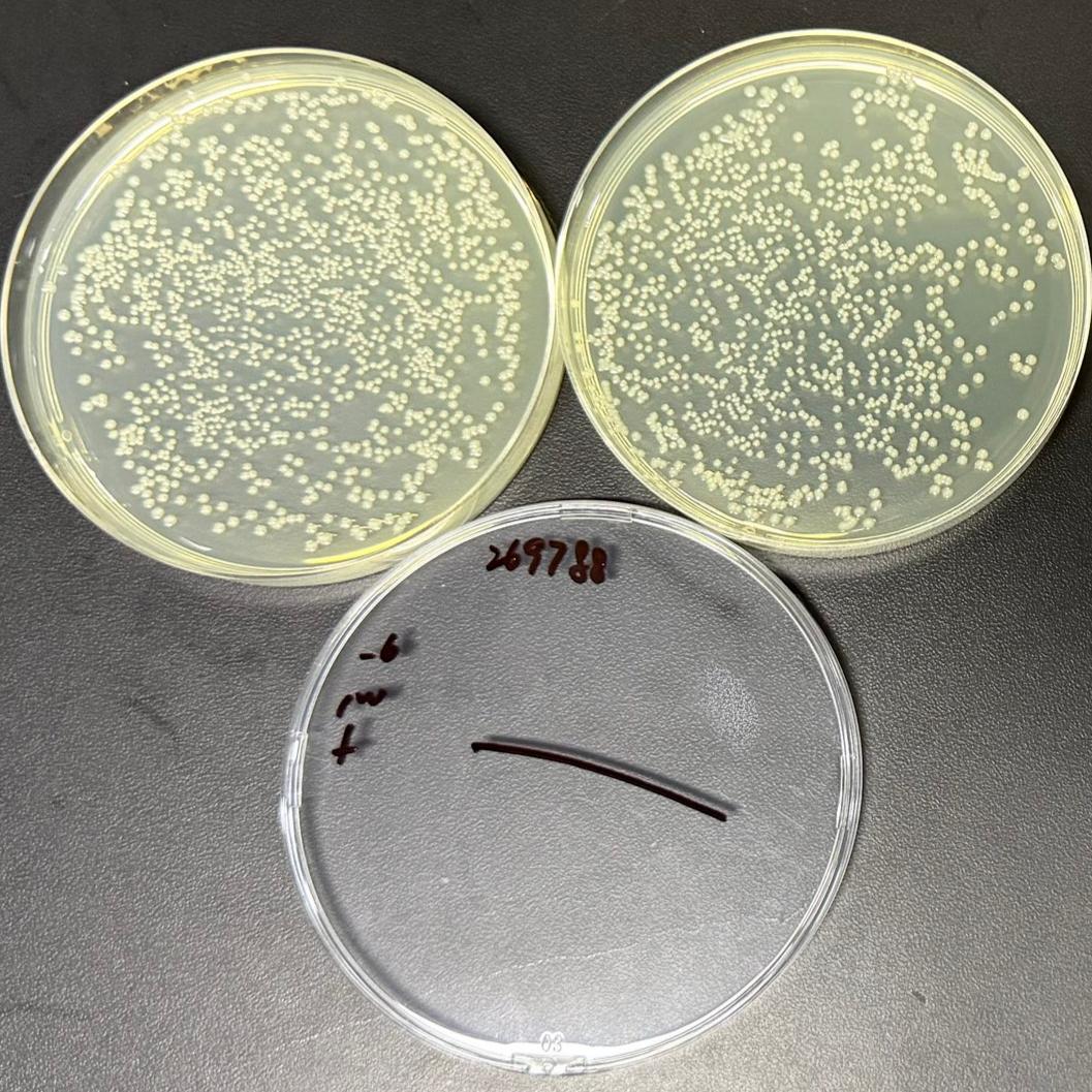 Acid producing Klebsiella pneumoniae-BNCC