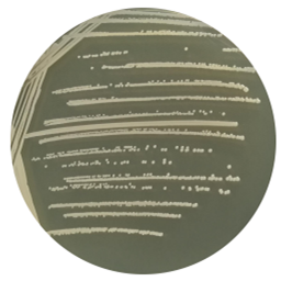 Staphylococcus epidermidis-BNCC