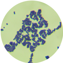 Staphylococcus epidermidis-BNCC