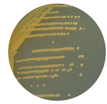 Brick-red micrococcus-BNCC