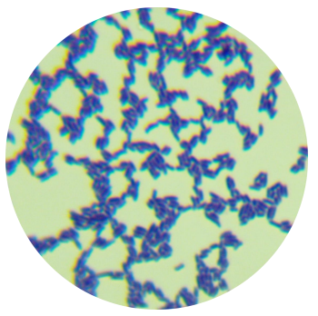 Brick-red micrococcus-BNCC