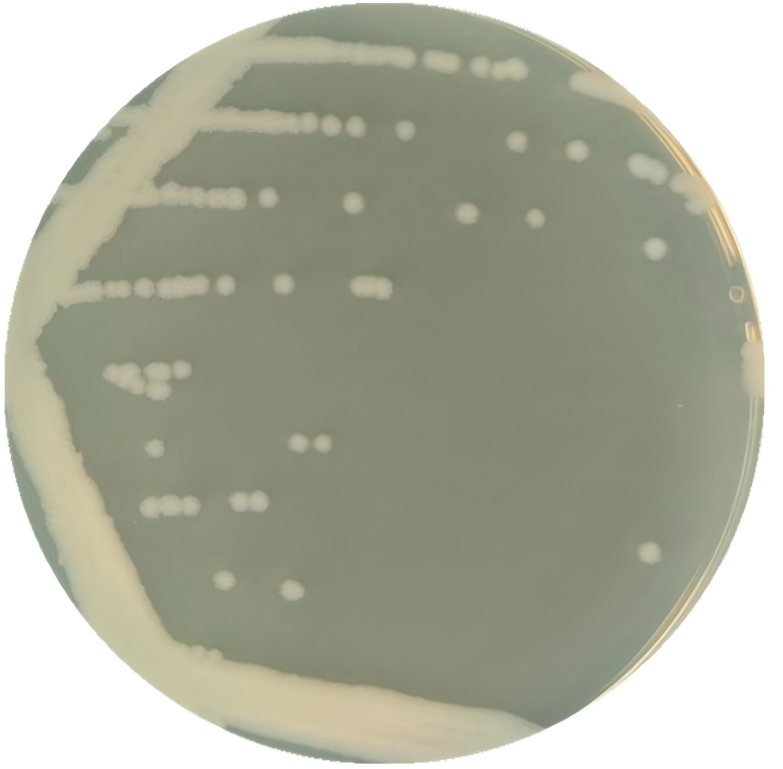 Bacillus subtilis-BNCC