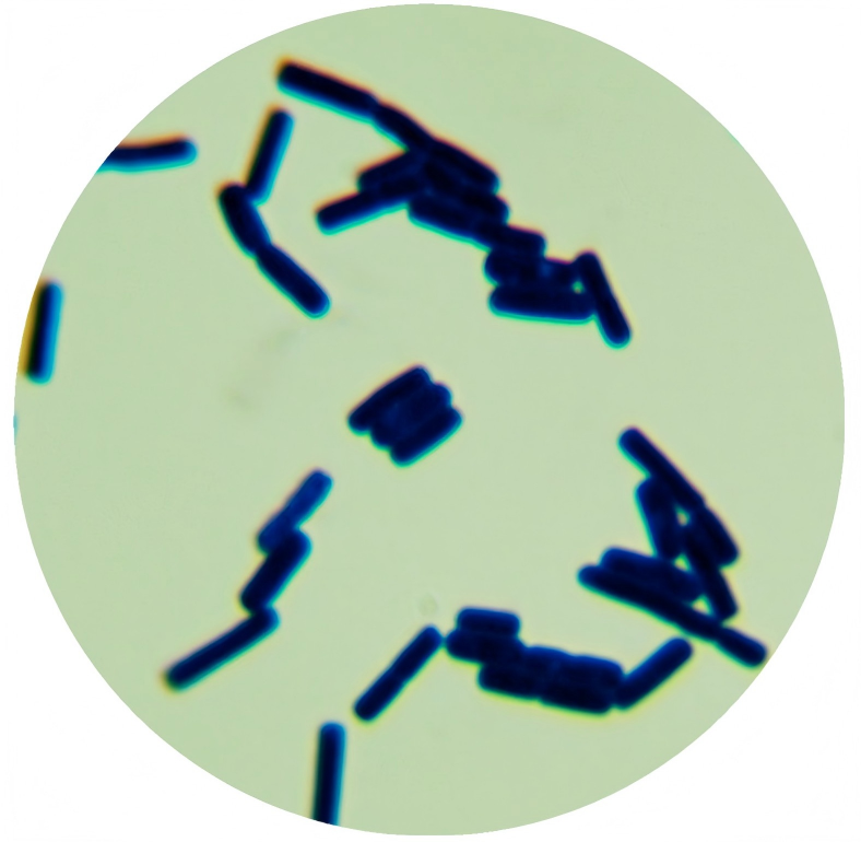 Bacillus subtilis-BNCC