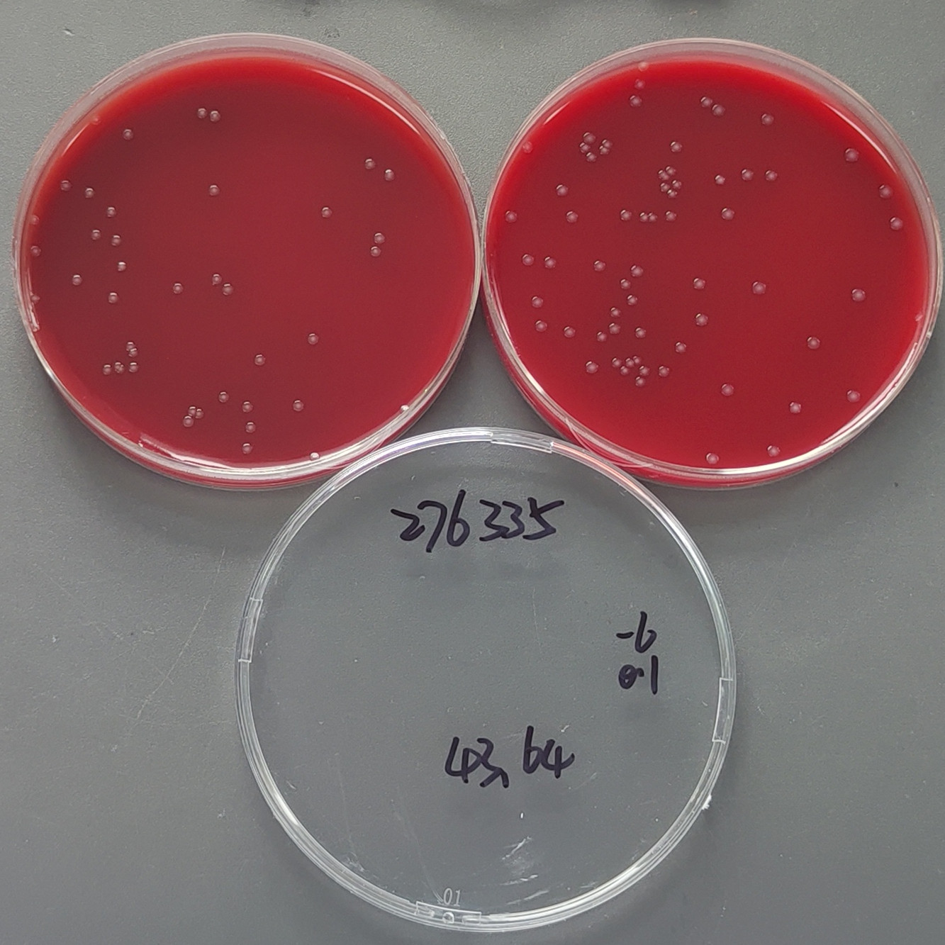 Neisseria gonorrhoeae-BNCC