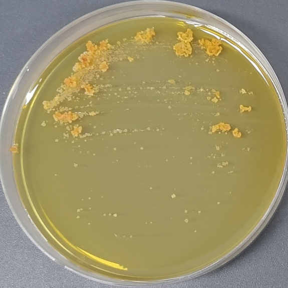 Nomura bacteria-BNCC