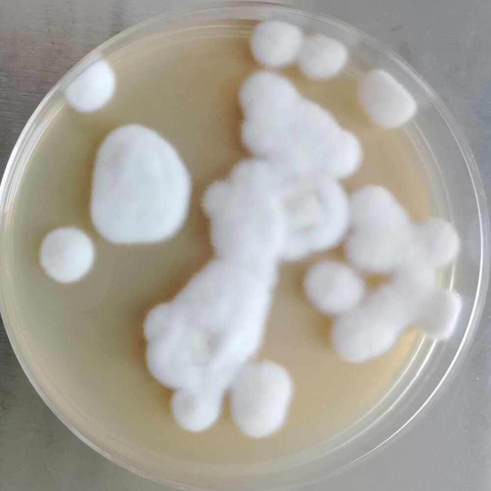 Beutneria baccata-BNCC