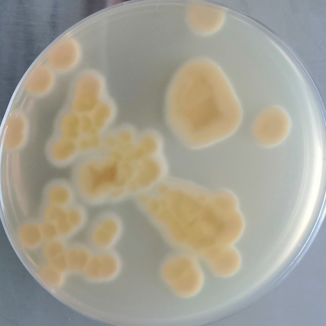 Beutneria baccata-BNCC