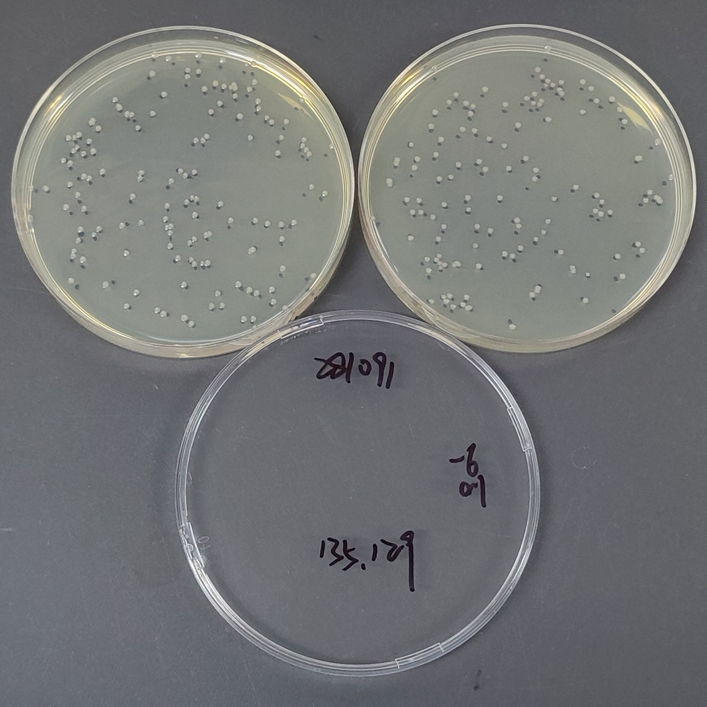 Salmonella enterica subsp. enterica-BNCC