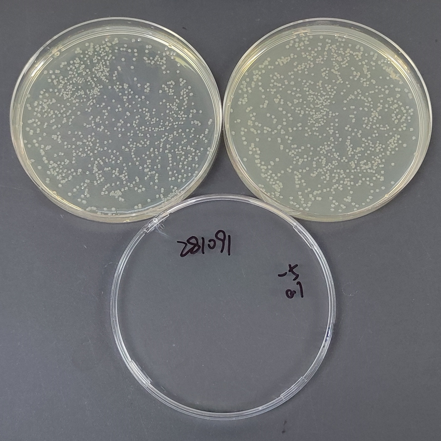 Salmonella enterica subsp. enterica-BNCC