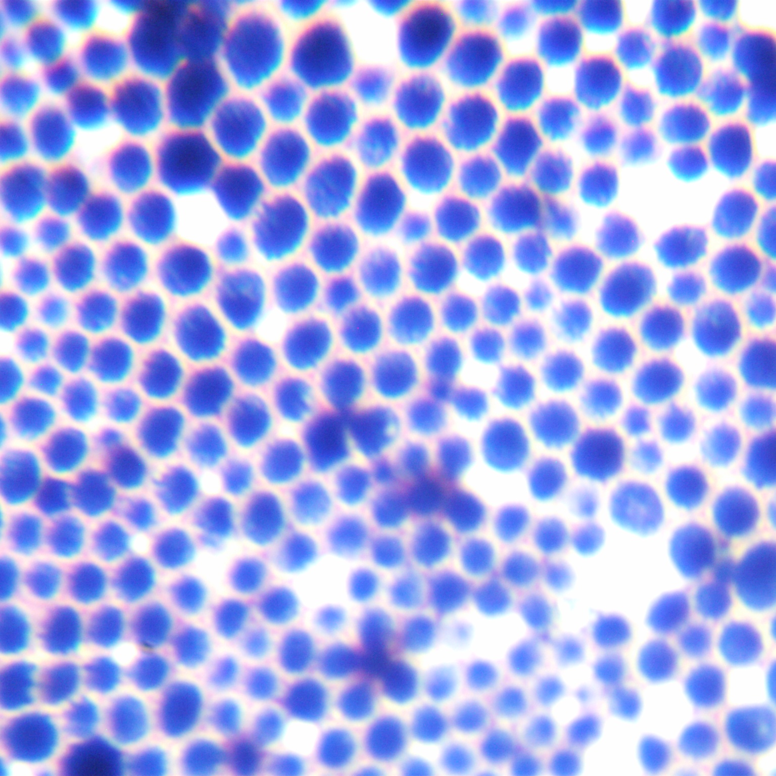 Cryptococcus vaginalis-BNCC