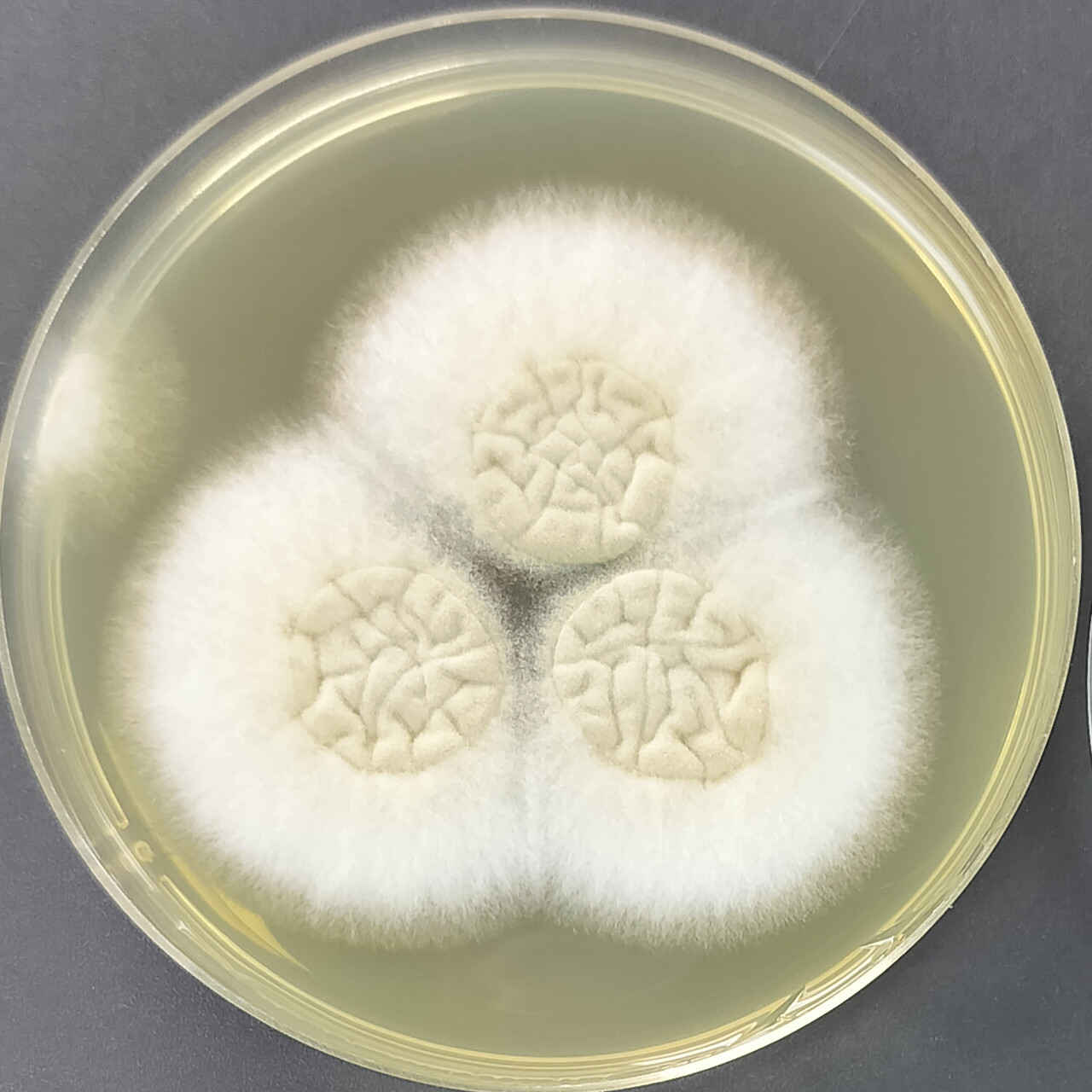Aspergillus fumigatus-BNCC