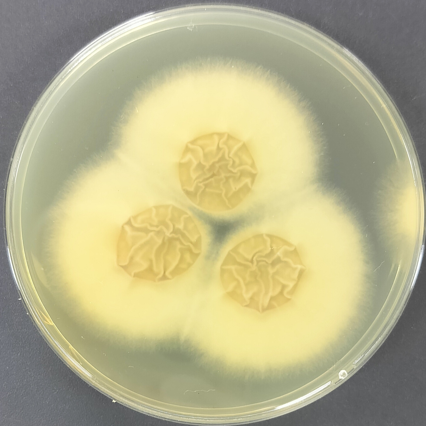Aspergillus fumigatus-BNCC