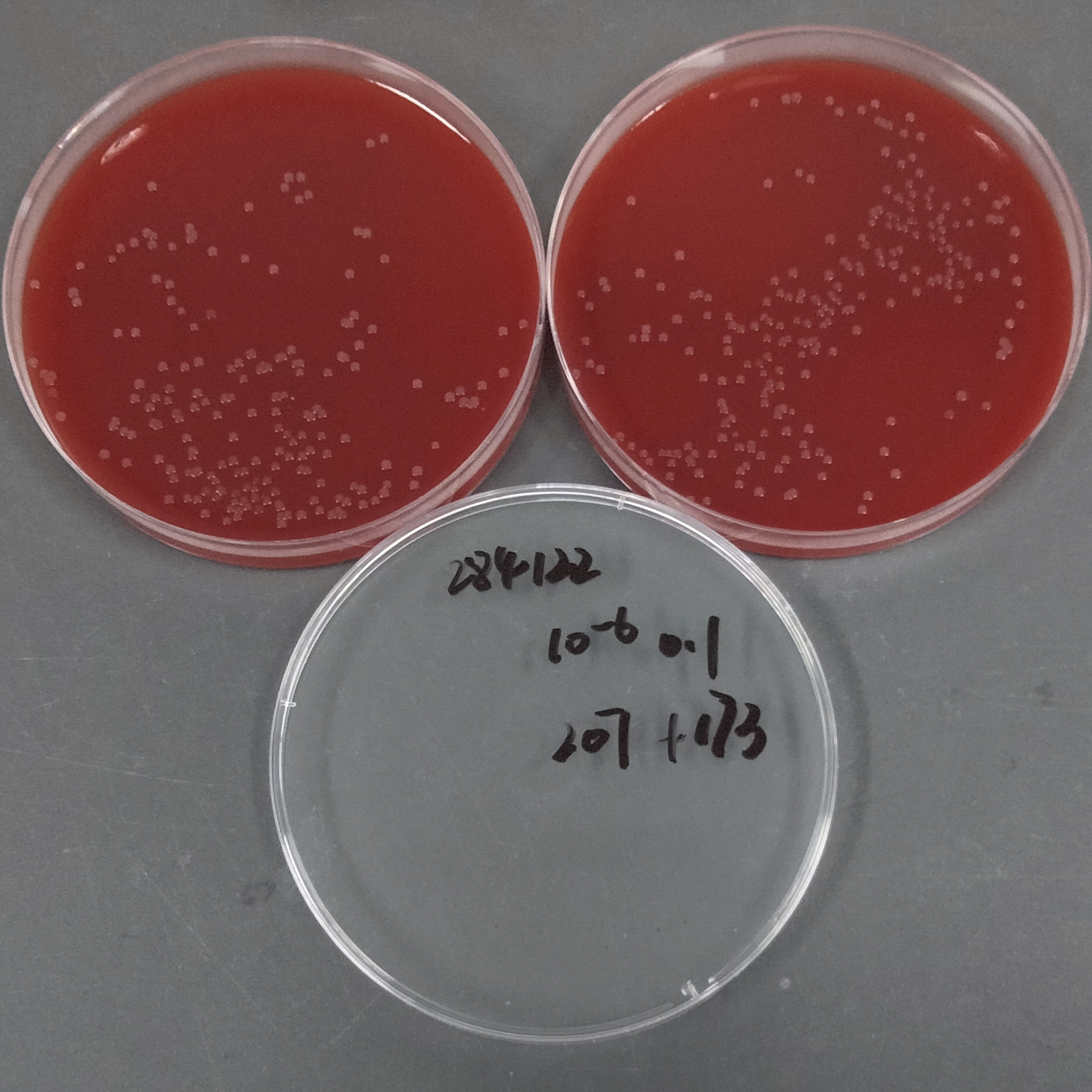 Neisseria gonorrhoeae-BNCC