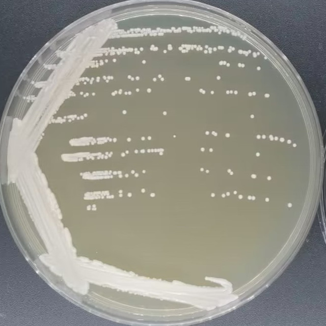 Grape bud Candida-BNCC