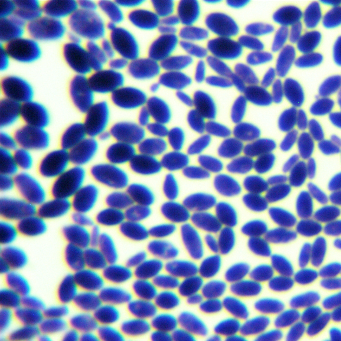 Grape bud Candida-BNCC