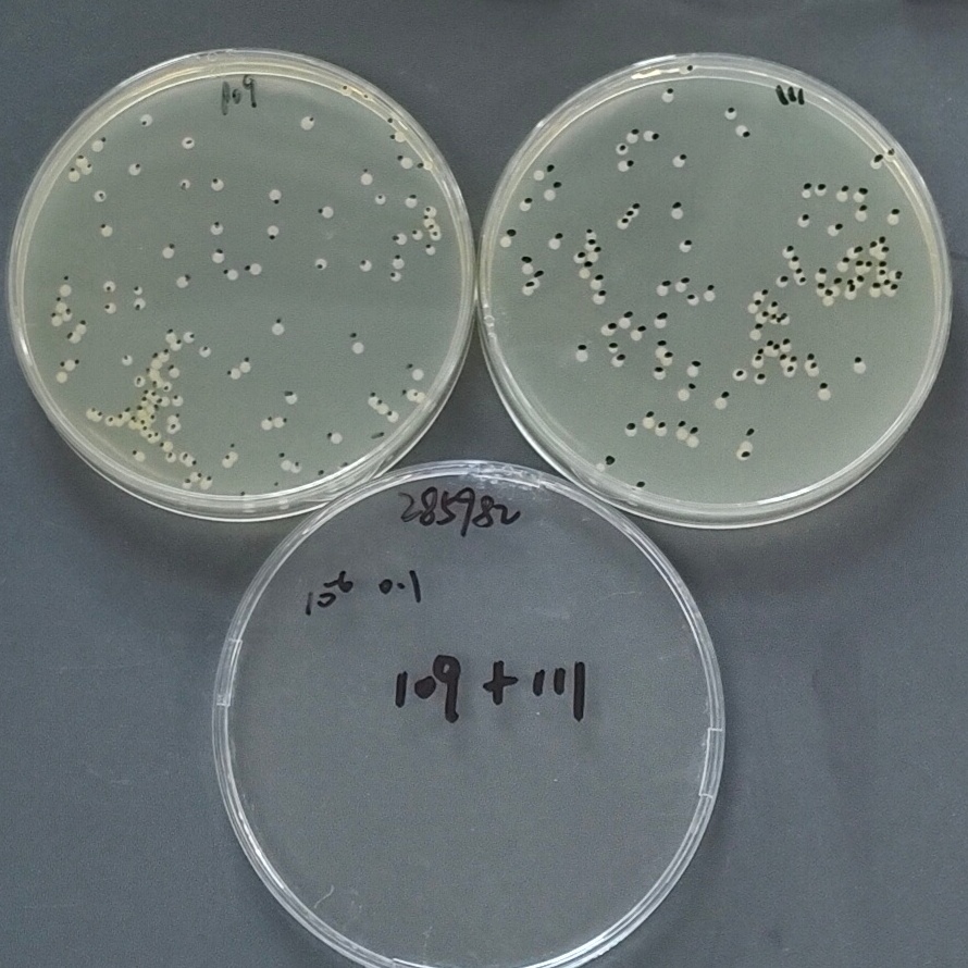 Acinetobacter baumannii-BNCC