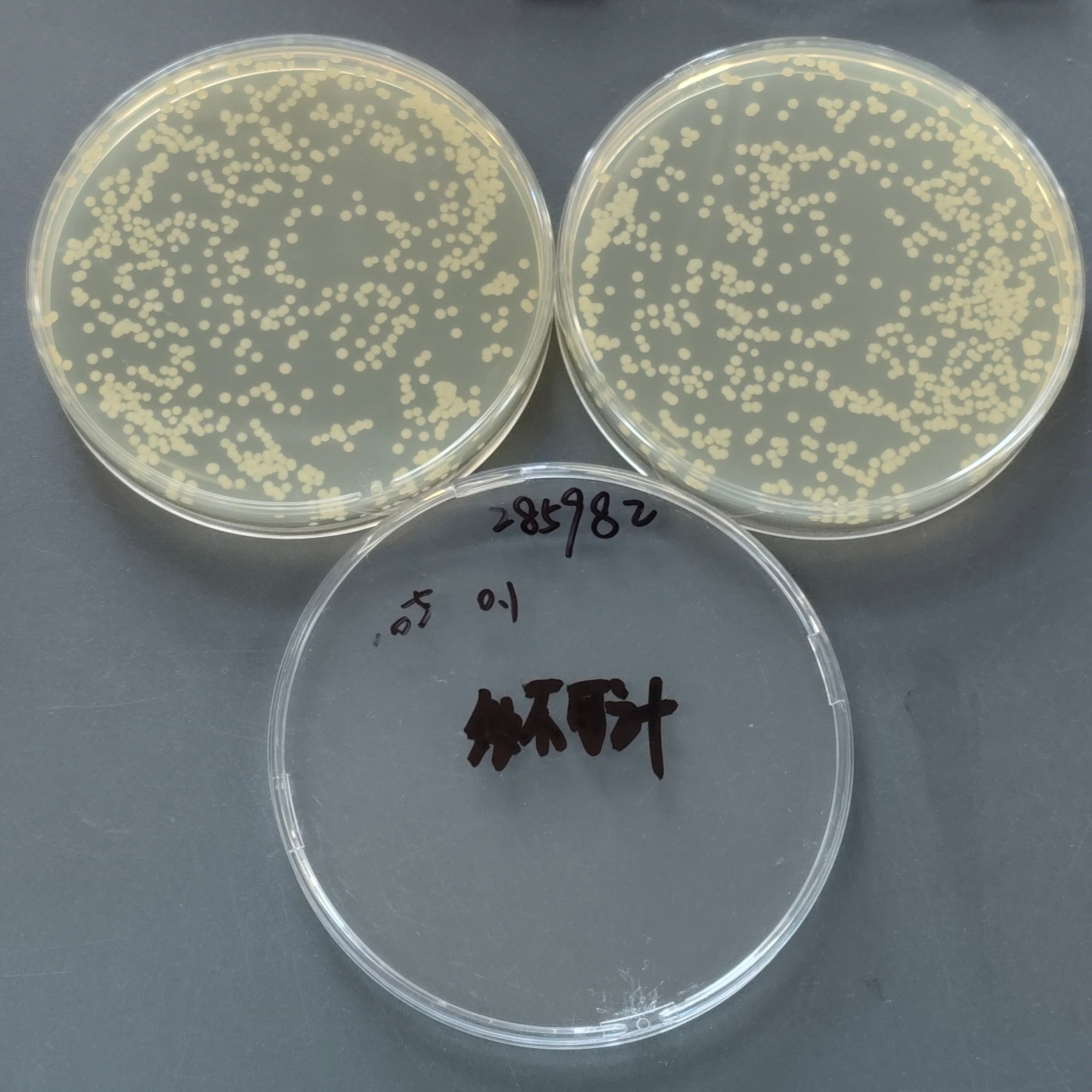 Acinetobacter baumannii-BNCC