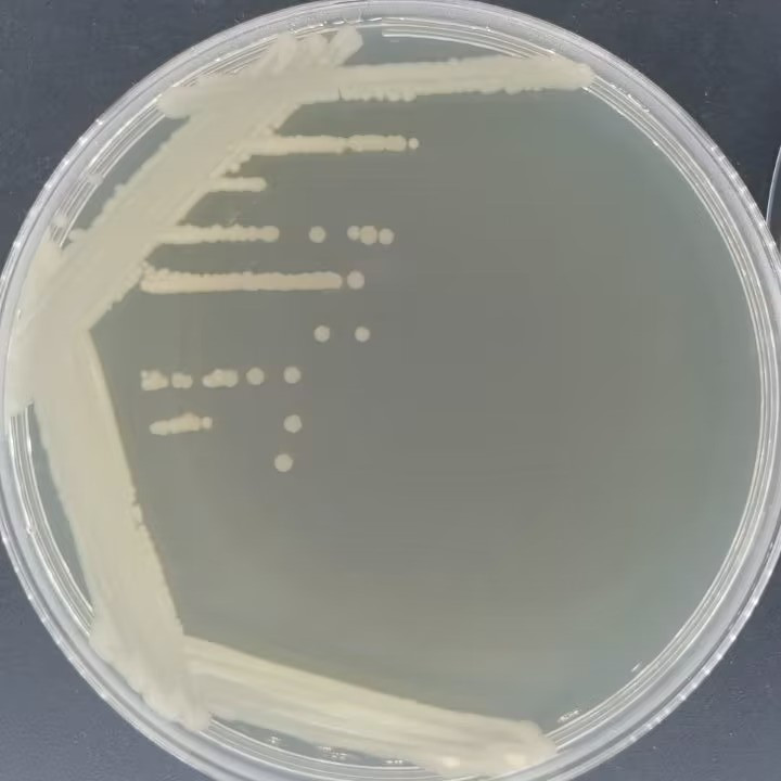 Bacillus subtilis-BNCC