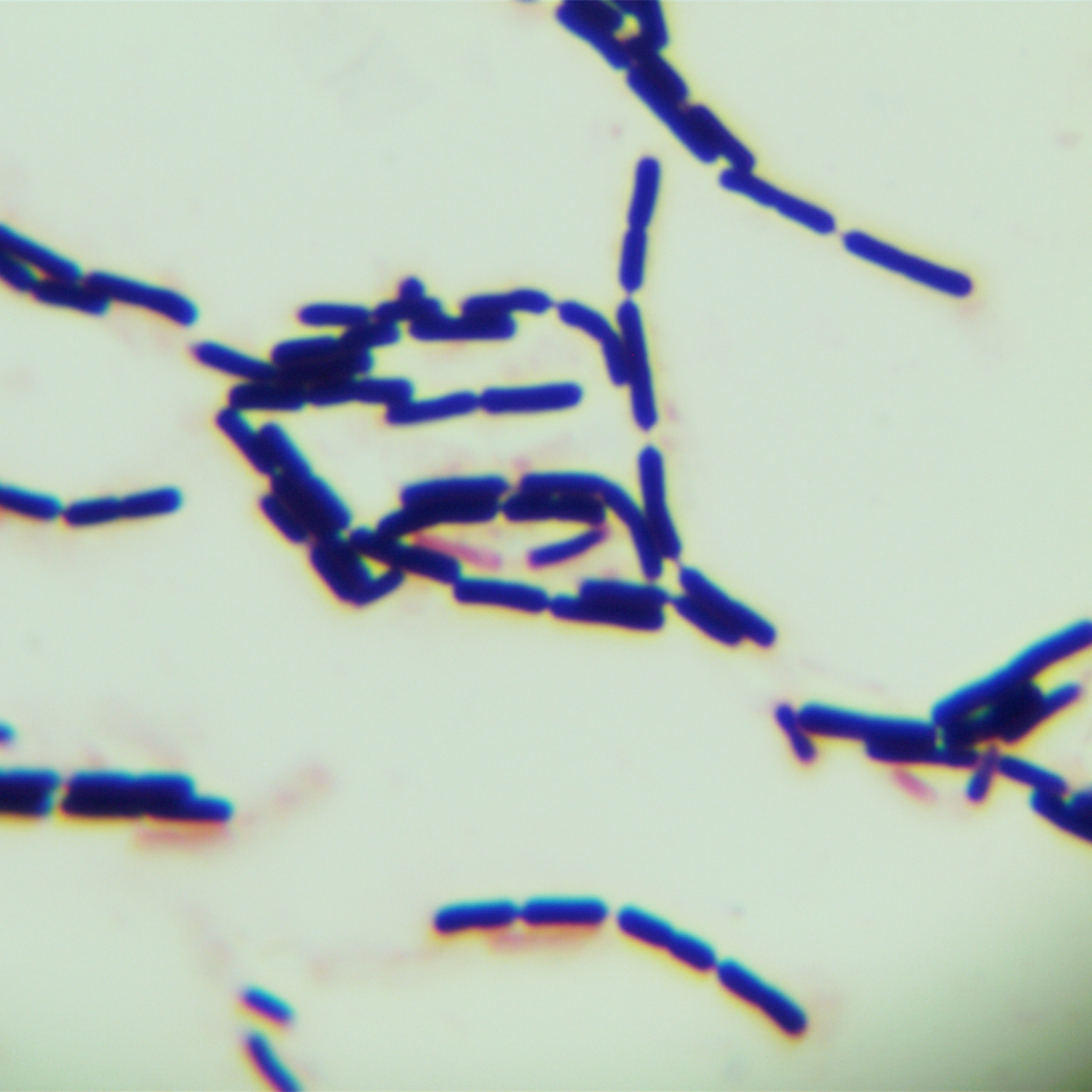 Bacillus subtilis-BNCC