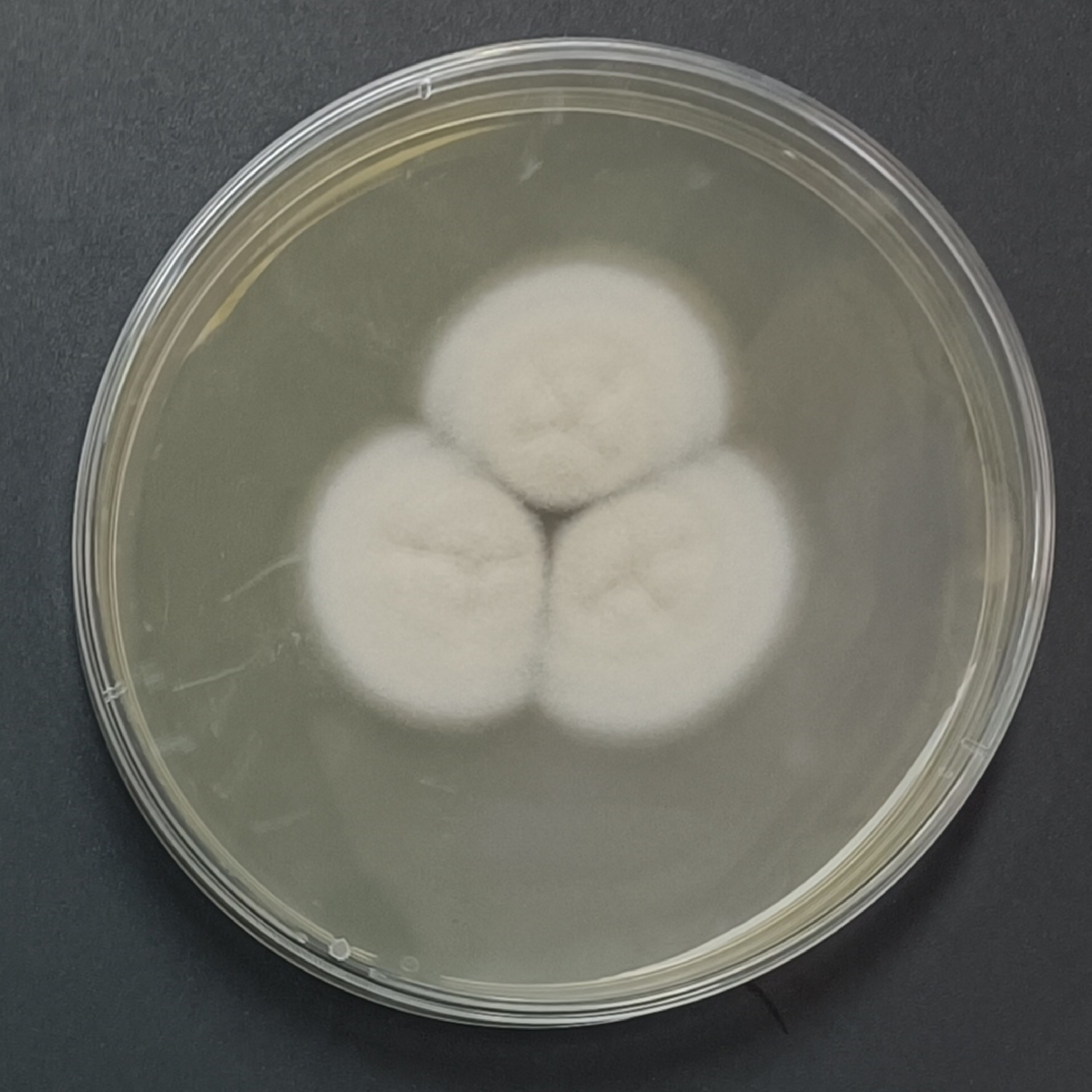 Penicillium goetzii-BNCC