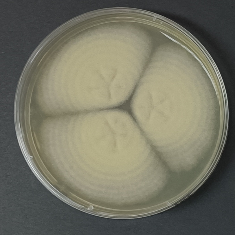 Penicillium goetzii-BNCC