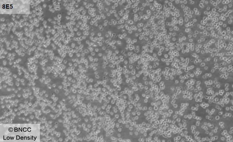 Human peripheral blood lymphocytes-BNCC