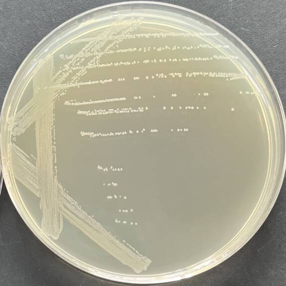 Escherichia coli-BNCC