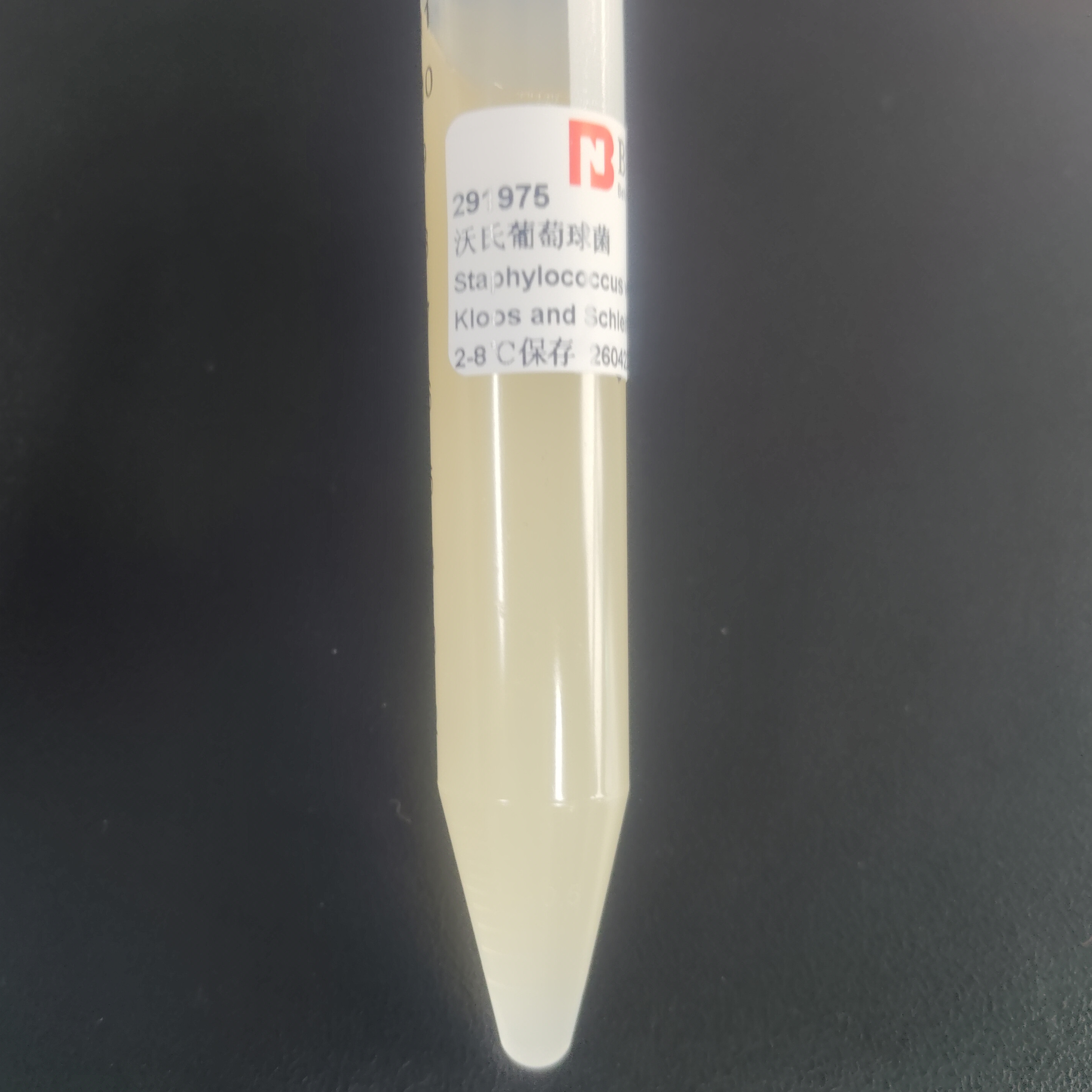 Staphylococcus aureus-BNCC