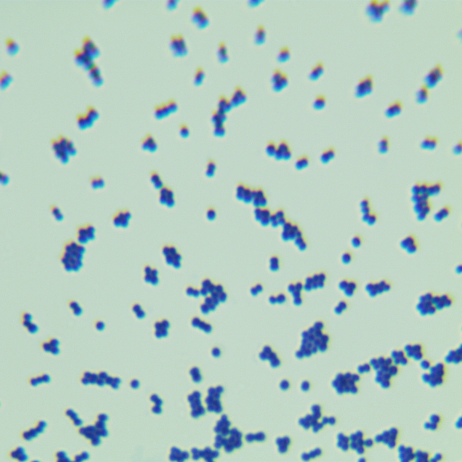 Staphylococcus aureus-BNCC