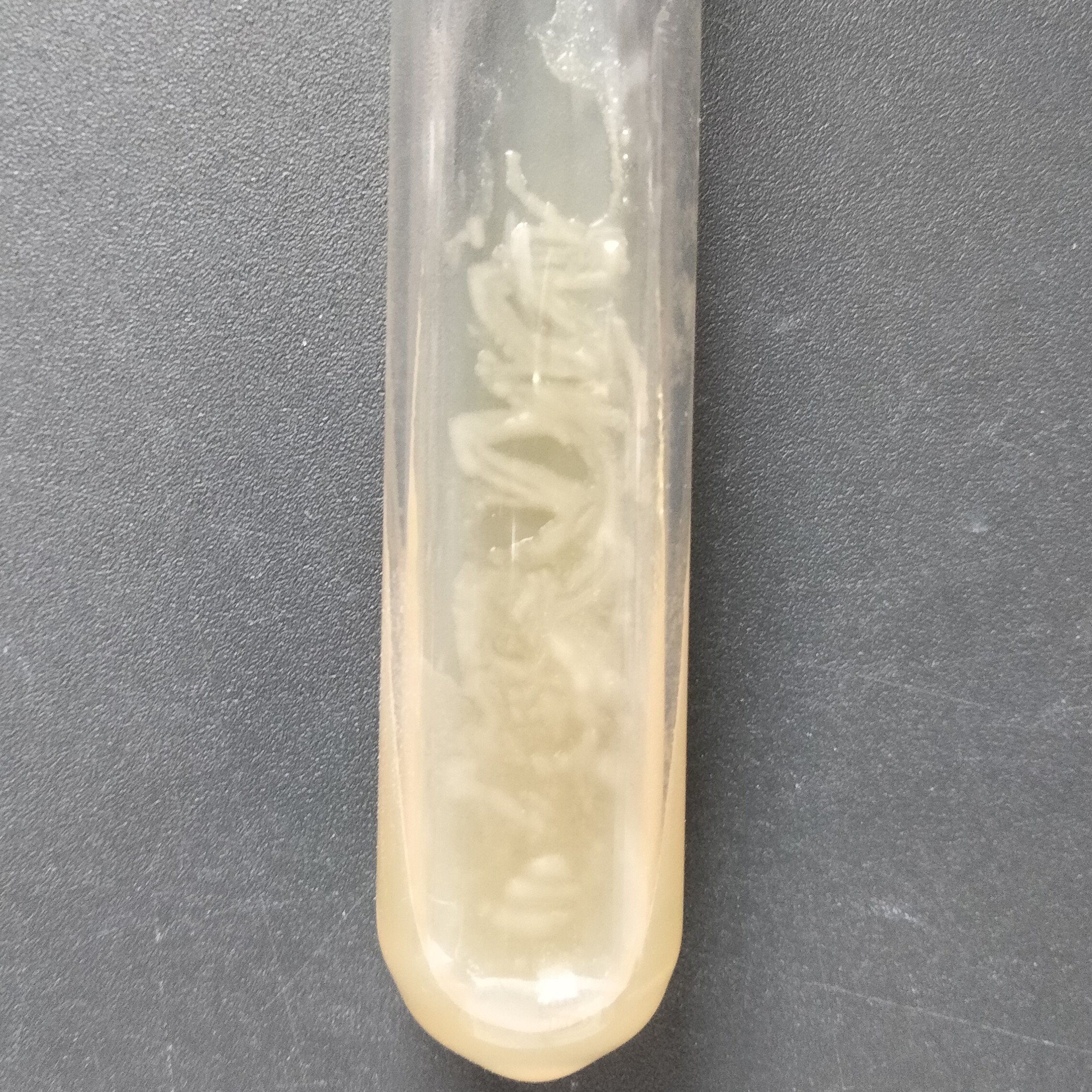 Moraxella mucositis-BNCC