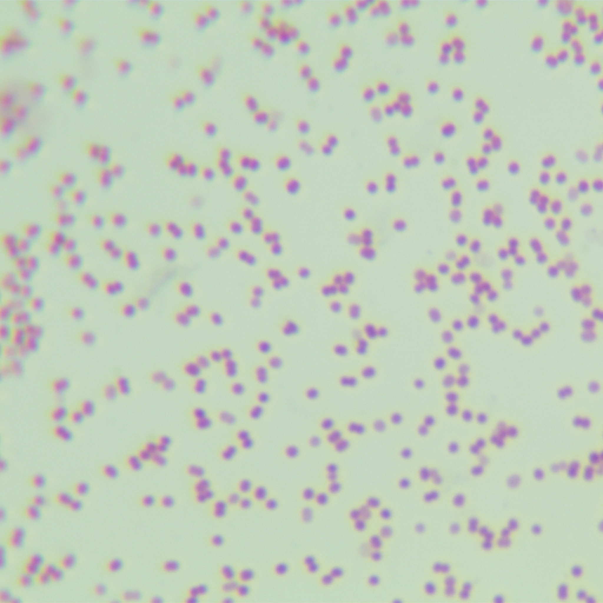 Moraxella mucositis-BNCC