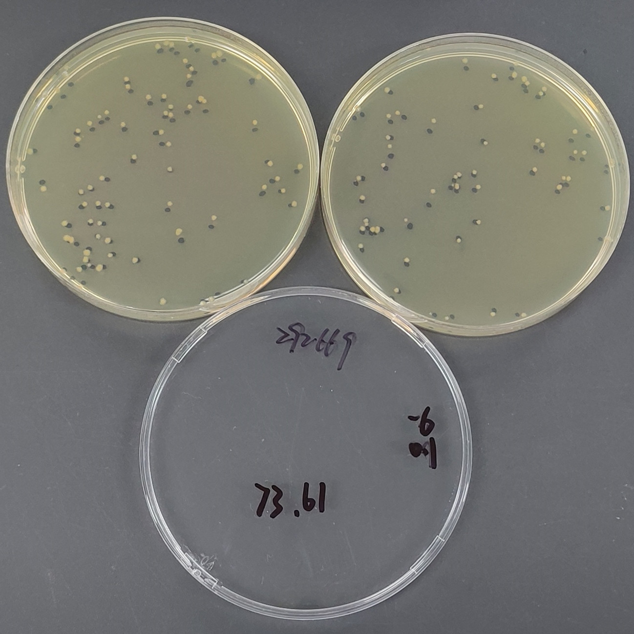 Atrophic Bacillus-BNCC