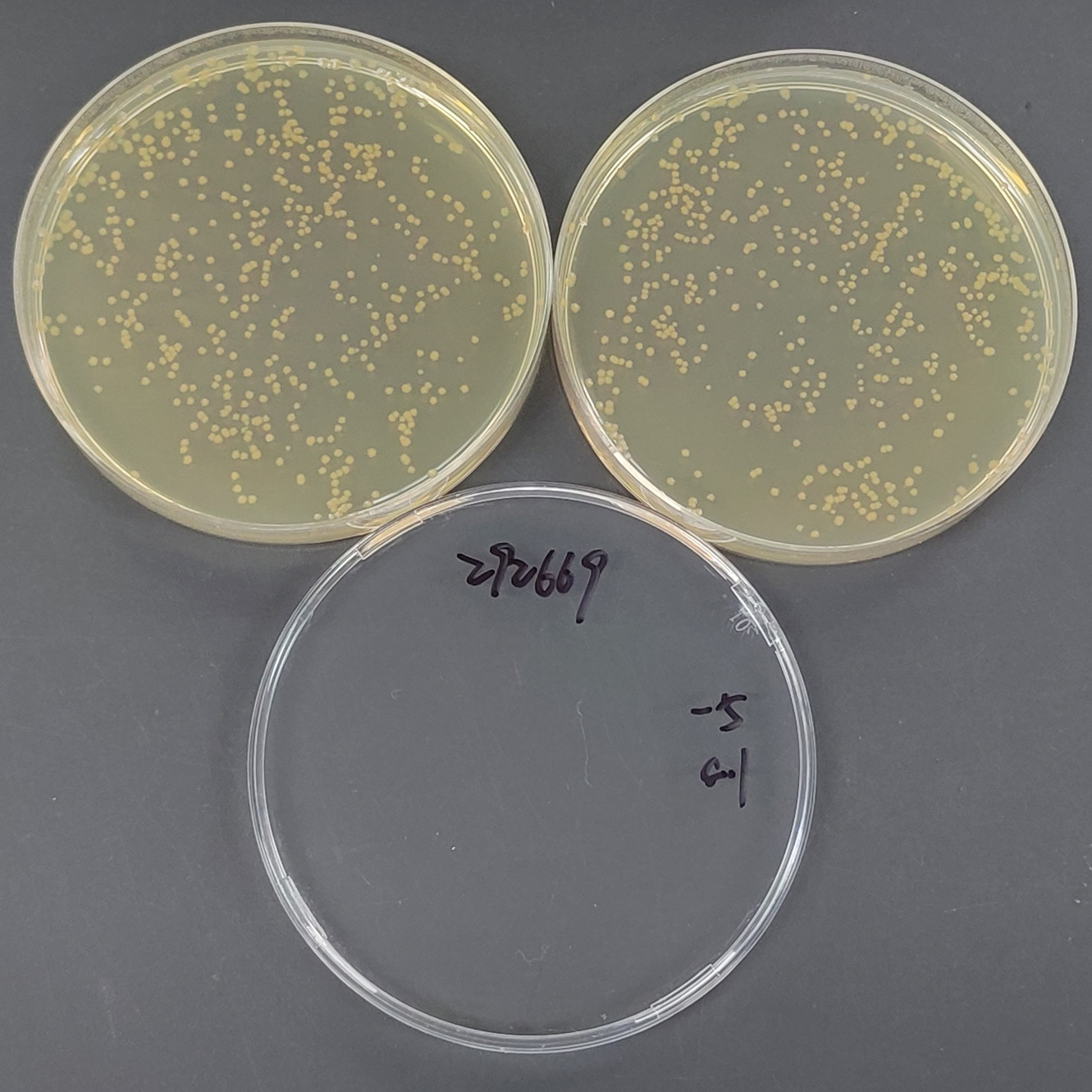 Atrophic Bacillus-BNCC