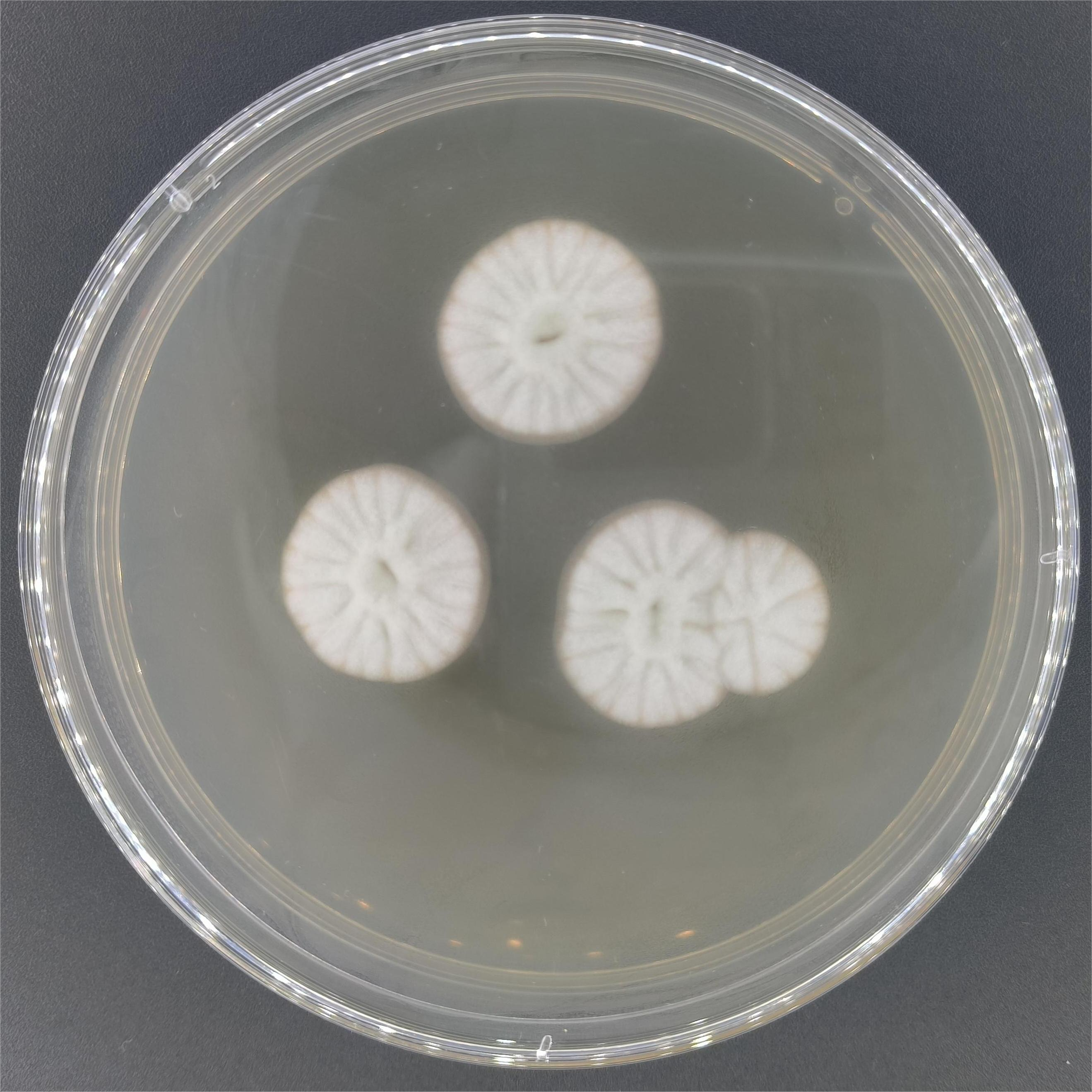 Penicillium purpureum-BNCC