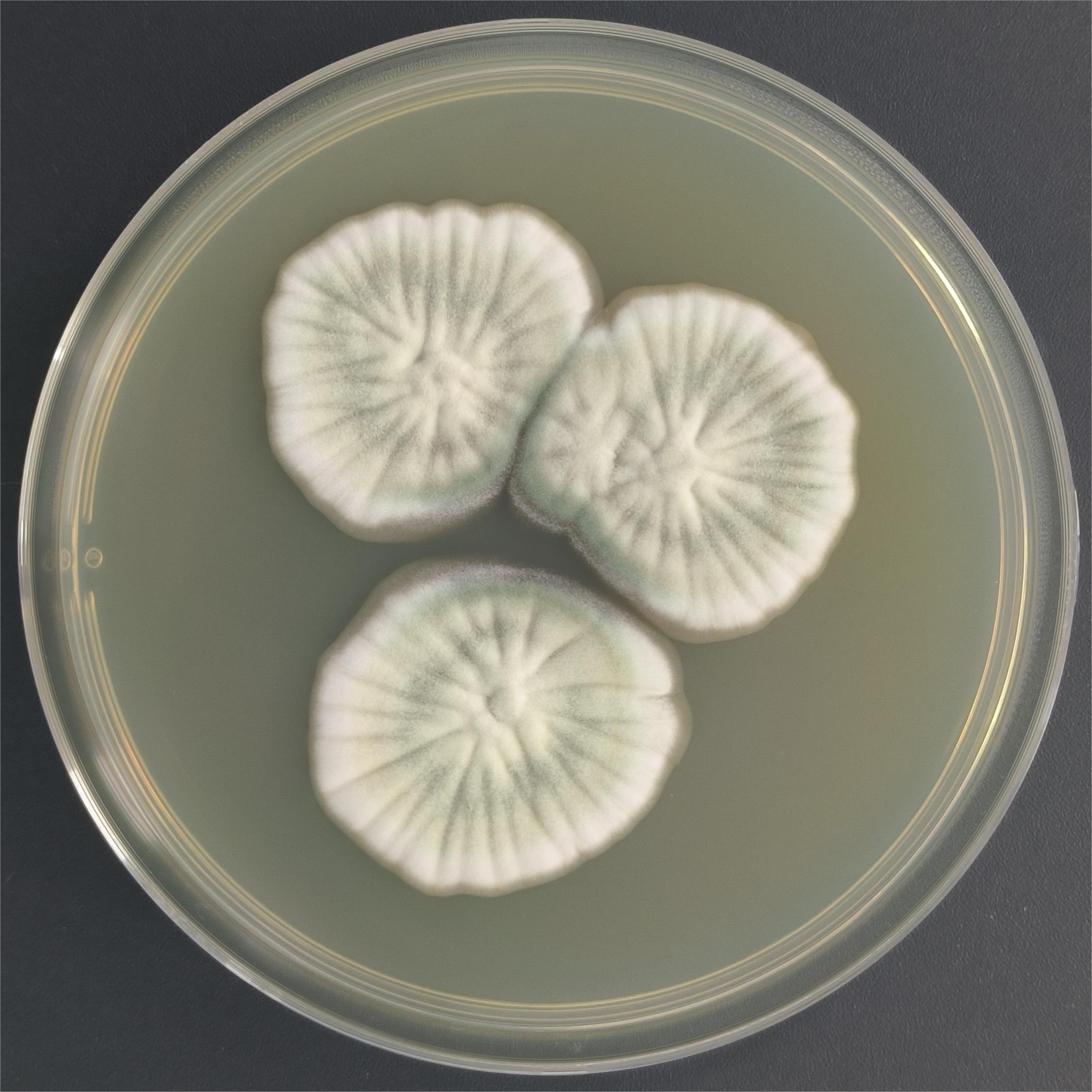 Penicillium purpureum-BNCC
