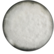 Oat Fusarium-BNCC