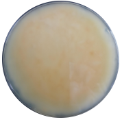 Oat Fusarium-BNCC