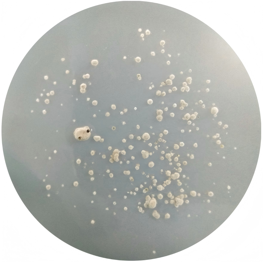 Polyphilosporium-BNCC