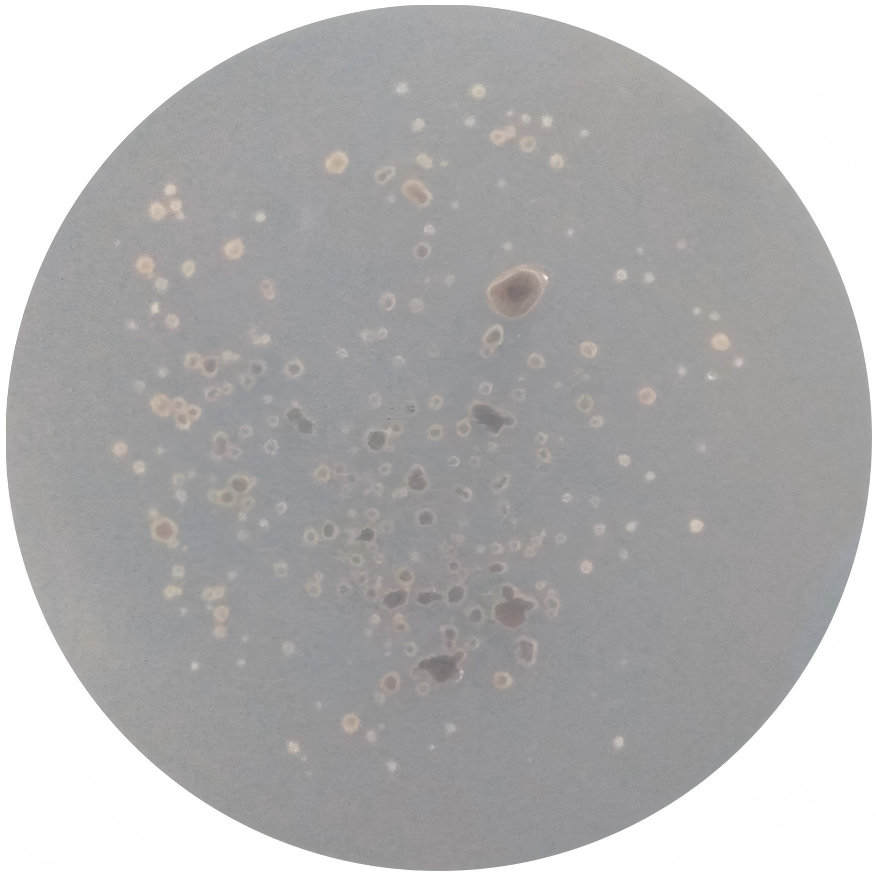 Polyphilosporium-BNCC