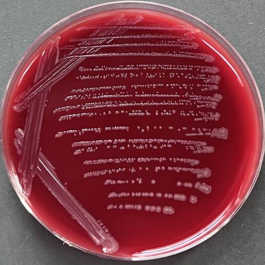 Campylobacter coli-BNCC