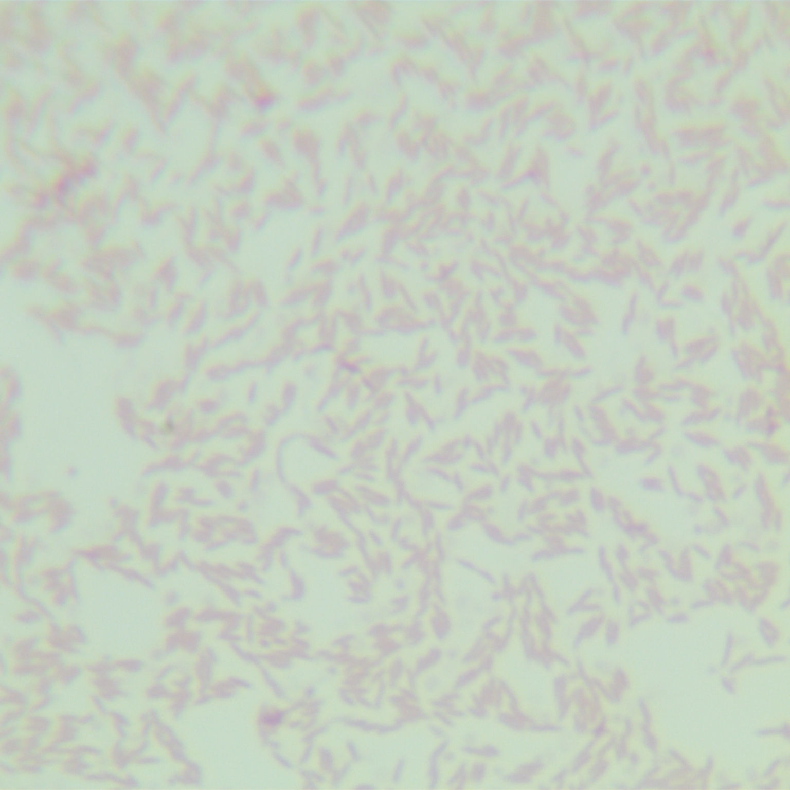 Campylobacter coli-BNCC