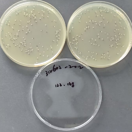 Quantitative strain of Escherichia coli-BNCC