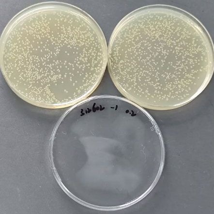 Quantitative strain of Escherichia coli-BNCC