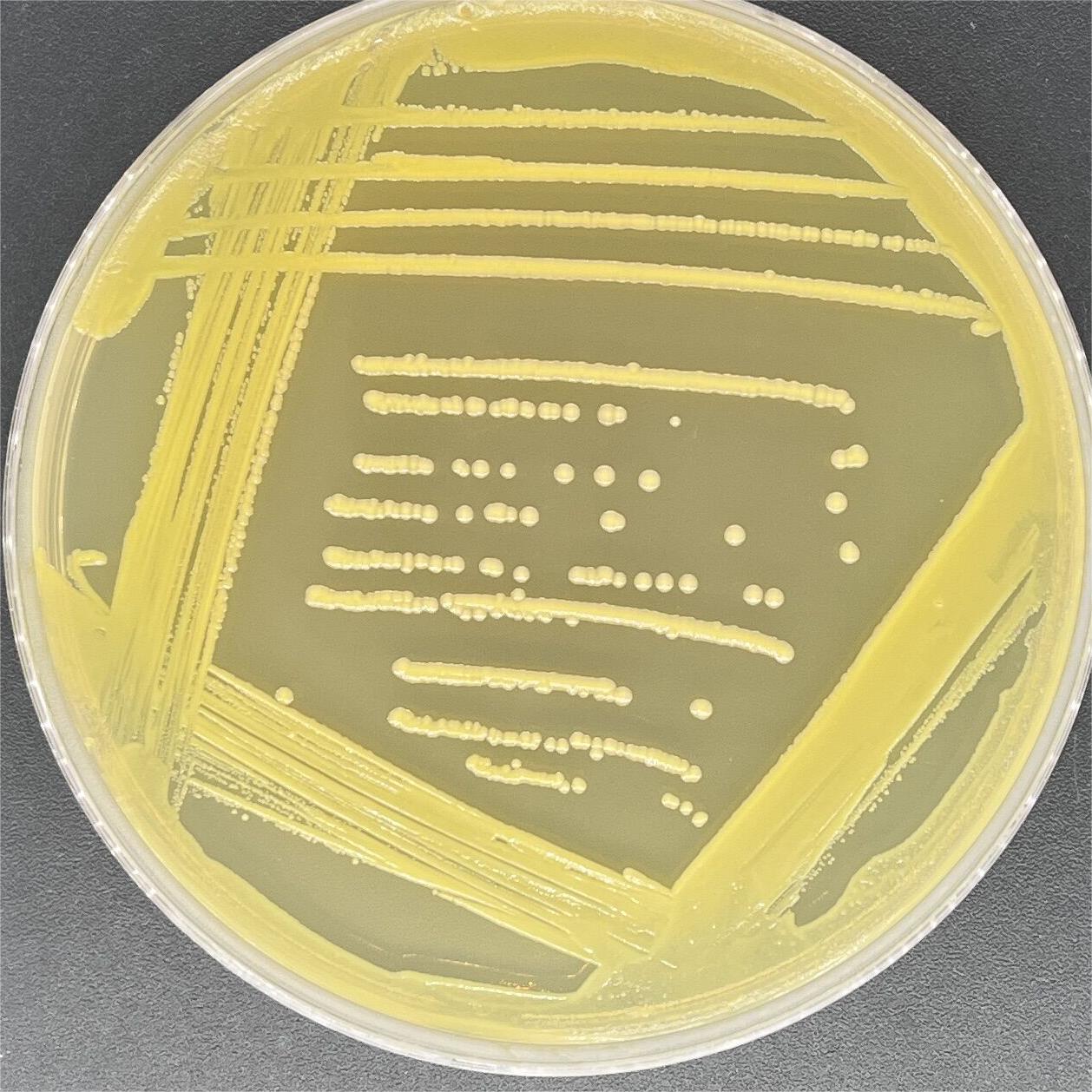 Corynebacterium glutamicum-BNCC