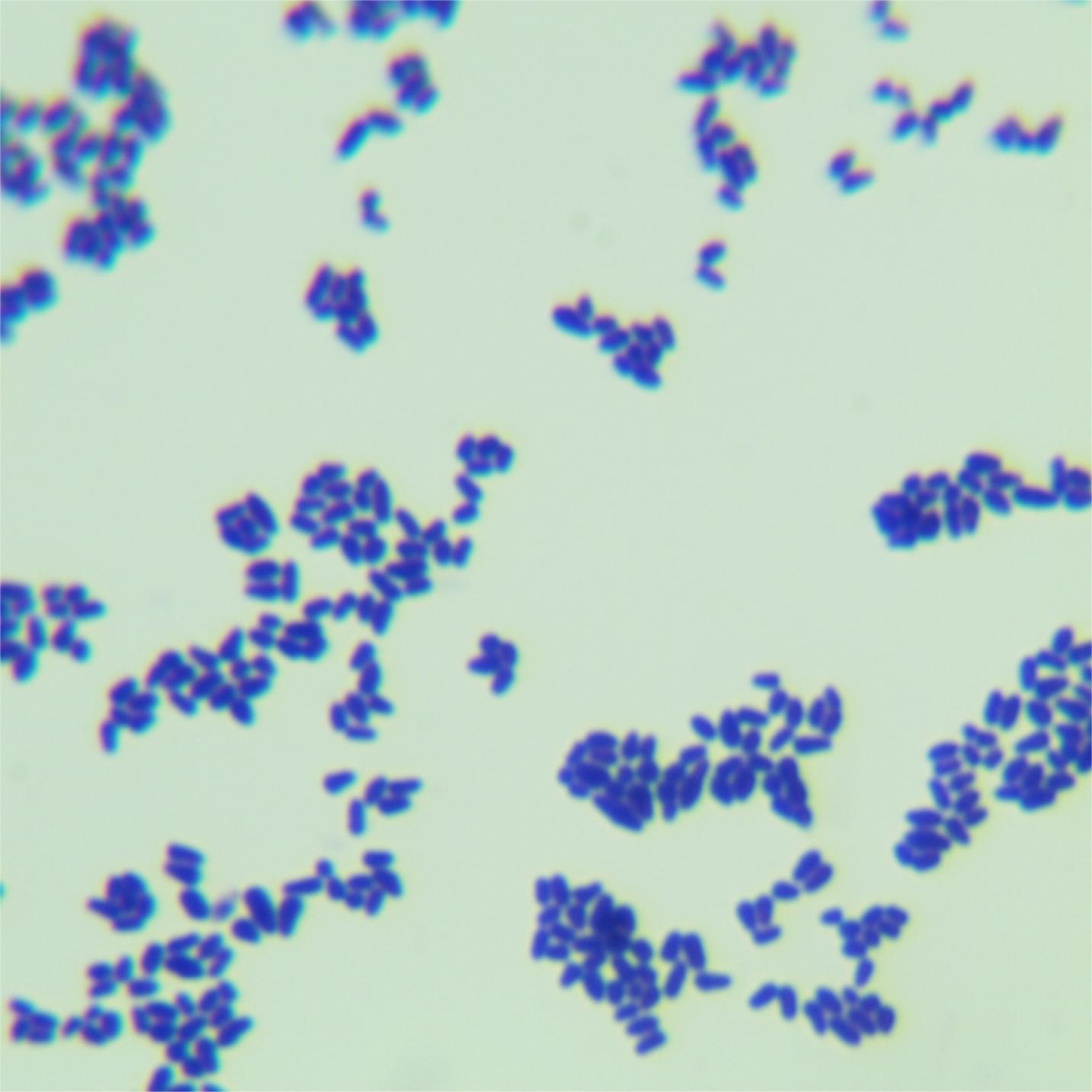 Corynebacterium glutamicum-BNCC